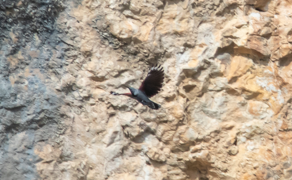 Miniature